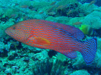 ���J�^�n�^