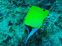 �t�G���b�R�_�C