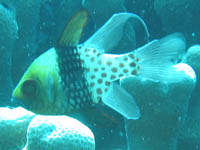 �}���W���E�C�V���`