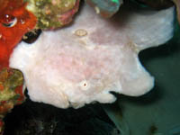 �I�I�����C�U���E�I