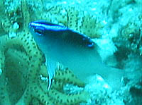 �X�v�����K�[�X�_���[��