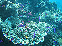 �T���S�ƃp�[�v���r���[�e�B�[