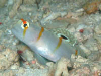 �j�`�����_�e�n�[