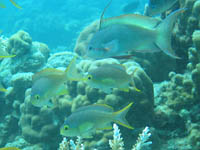 �����j�V�A���A���e�B�X