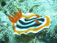 �V���C�g�E�~�E�V