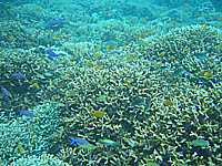 ���ꂢ�ȃT���S