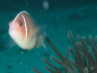 �n�i�r���N�}�m�~