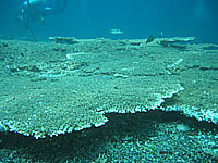 �e�[�u���T���S