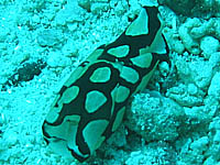 ���݂���