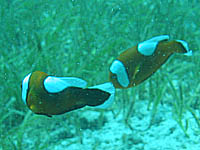 �g�E�A�J�N�}�m�~