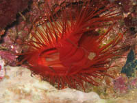 �E�R���n�l�K�C