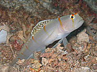 �j�`�����_�e�n�[