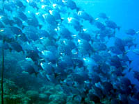 �C�X�Y�~�̌Q��