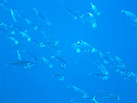 �O���N�}�̌Q��