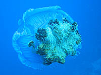 �G�r�N���Q ��