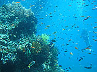 �����������ς��I