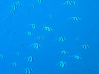 �����n�^�^�e�_�C�̌Q��