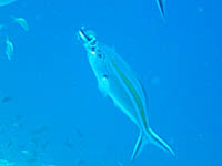 �T�T�����H