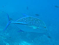 �J�X�~�A�W