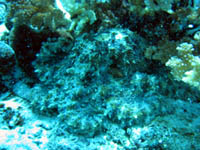 �^�R�Ȃ�ł����E�E�E