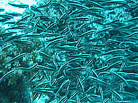 �S���Y�C�̌Q��