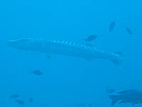 �o���N�[�_ �ł����E�E�E