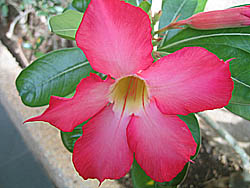 �g���s�b�N���]�[�g�z�e���ɍ炭��