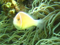 �n�i�r���N�}�m�~