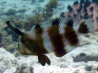 �z�V�e���X