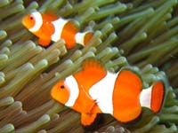 �J�N���N�}�m�~�N