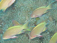 �����j�V�A���A���e�B�X