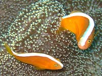 �Z�W���N�}�m�~