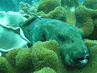 �P�V���E�t�O