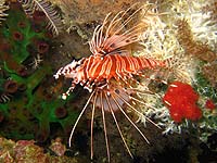 �l�b�^�C�~�m�J�T�S