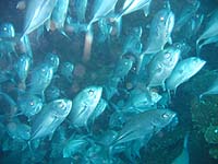 �M���K���A�W