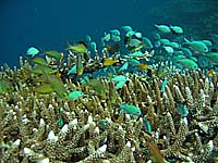 ���������ꂢ�I