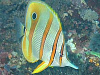 �n�V�i�K�`���E�`���E�E�I