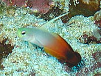 �A�P�{�m�n�[�H