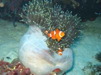 �C�\�M���`���N�ƃJ�N���N�}�m�~