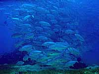 �M���K���A�W�̑�Q