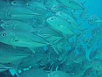 �M���K���A�W�̑�Q