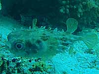 ���C�^�C�V�K�L�t�O