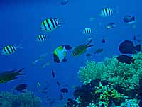 �I���r�b�`���ƃJ�X�~�`���E�`���E�E�I