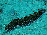 �q�����V