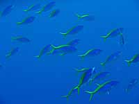 �E���C�����h�L�̌Q��