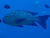 �z�z�X�W�^���~�̗c��