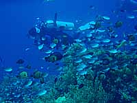 �����������ς��I