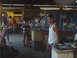 ダーウィンの市場