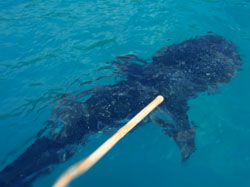 �W���x�C�U���̂��o�}