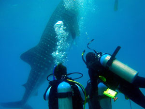 �u�K���̗l�q